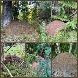 Gefühlt hunderte Ameisenburgen im Wald 🥰