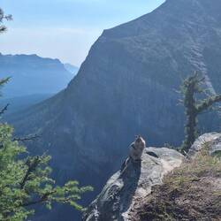 Tierischer Besuch vom Ground Squirrel