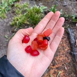 Fruchtgummibärchen
