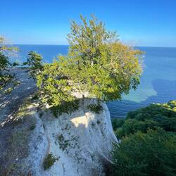 Eine vergängliche Schönheit