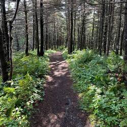 Great walking path at Cow Head