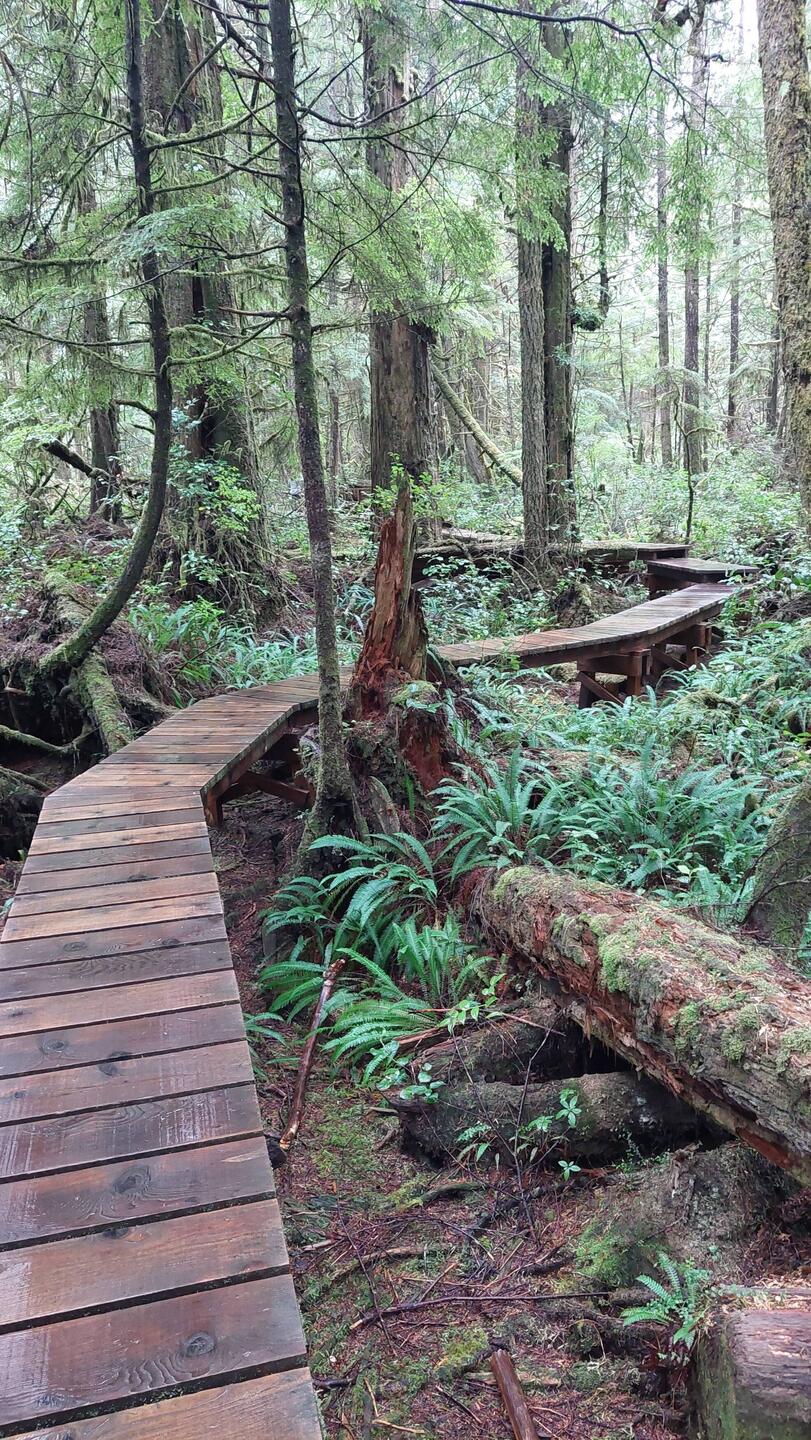 Rainforest Trail