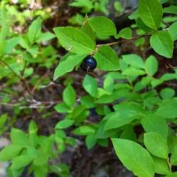 Huckleberries! Lecker!