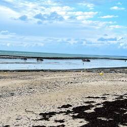 Austern 🦪 werden im großen Stil geerntet und versorgt