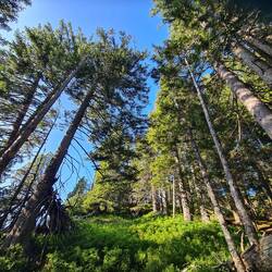 Forest like in a fairy tale