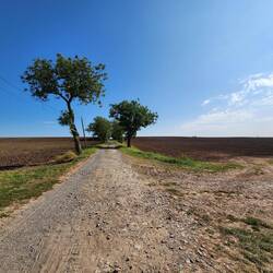 The laneway going out from the farm