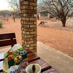 colazione con l'antilope