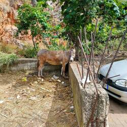 Der Parkplatz Wächter