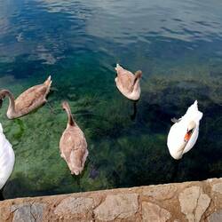 Familie Schwan sagt Hallo