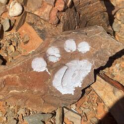 Follow the footprints 😄