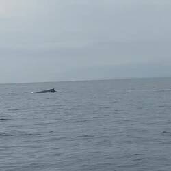 Sich im Schlaf bewegender Buckelwal