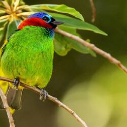 Red-Necked Tanager