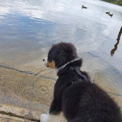 Uhhhh Enten.....