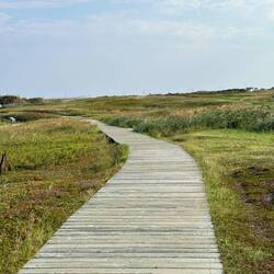 Great boardwalks lead the way across the fens.