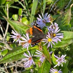A beautiful butterfly greeted us on our walk!