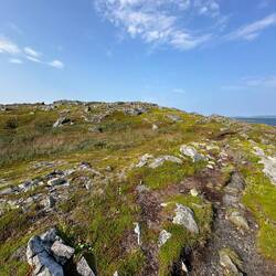 Very poor soil only lichens and moss survive