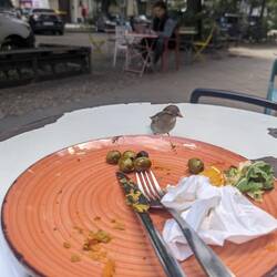 Breakfast with a local 🐦