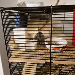 Süßi-Hamster Waldemar