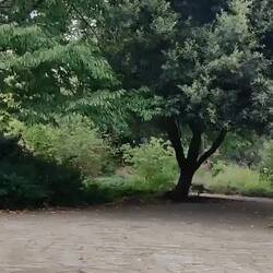 Auf in den Victoriapark. Da gibt es einen "Old english Garden" und Ruhe... Heute wohl nicht 😰🫨🙉