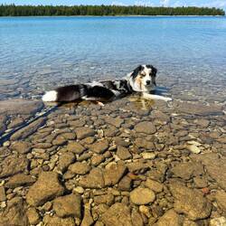 Moki played in the water allot today