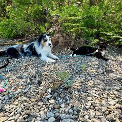 Taking a break in the shade