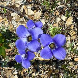 Greater fringed gentian