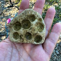 Holes from bivalves ...clams or mussels