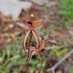 Ant orchid