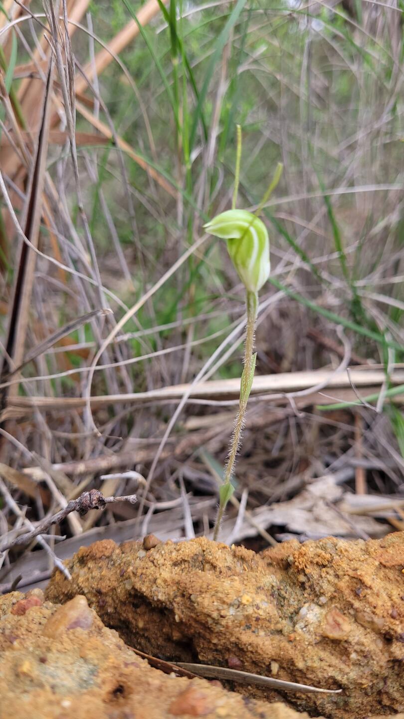 Snail orchid spotted from a moving car by Ruby
