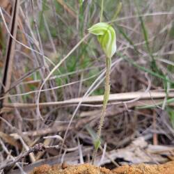 Snail orchid spotted from a moving car by Ruby