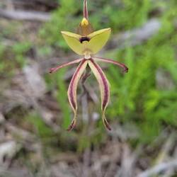 Clown orchid