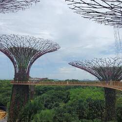 Supertree Grove