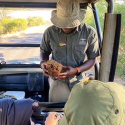 Cacca di elefante 😬