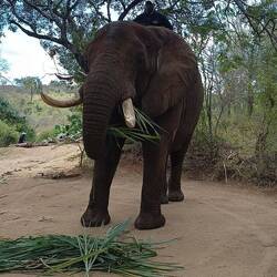 Thembo, der größte Elefant dort