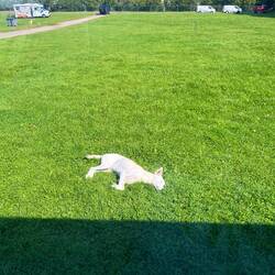 ..Johnny bereits auf sein ausgiebiges Sonnenbad wartet.