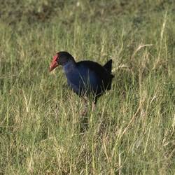 Australasian Swamphen