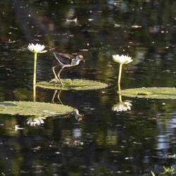 Comb-crested Jacana (Lotusbird)