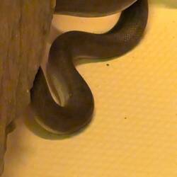 Olive Python in the shower