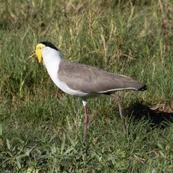 Masked Lapwing