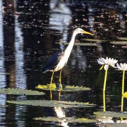 Pied Heron (immature)