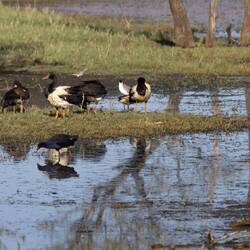 Magpie Geese