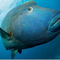 Unser erster Napoleonfisch (Foto aus dem Netz)