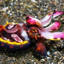 Prachtsepia (Foto aus dem Netz)