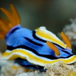 Neonfarbene Nacktschnecke (Foto aus dem Netz)