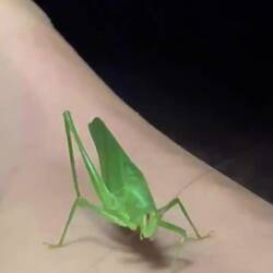 Cleaning the antenns 😂