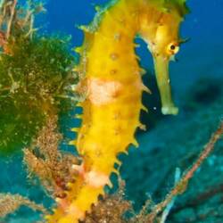 Ein dorniges Seepferdchen (Foto aus dem Netz)