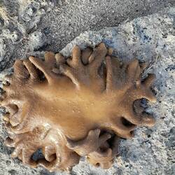 Coral at a very low tide near the port