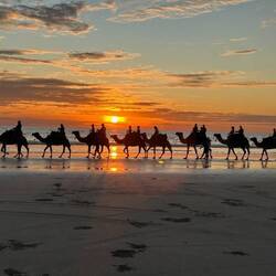 Camels on Cable Beach