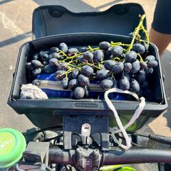 Der praktische Traubensnack aus der Lenkertasche - wurde uns auf der Straße mitgegeben