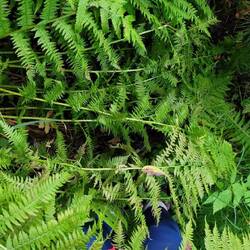 Hüfthoch im Farn, gar kein Thema